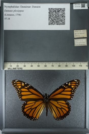 Media type: image;   Entomology 181542
